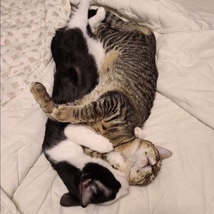 Meet your Posher, Aceyn